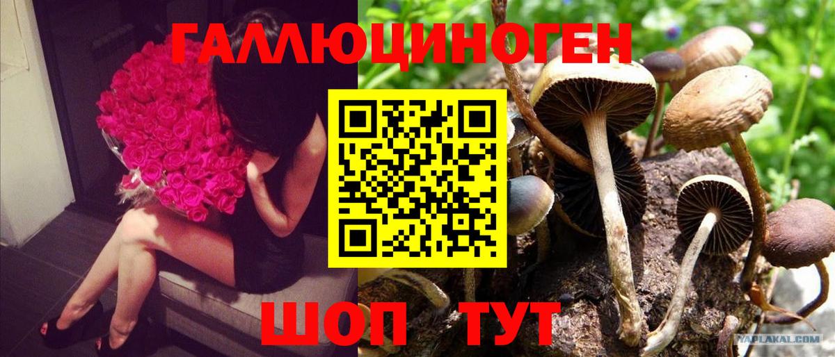 Псилоцибиновые грибы Cubensis Амурск